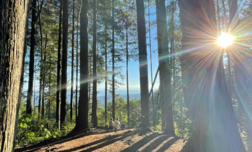 Gratitude Walk